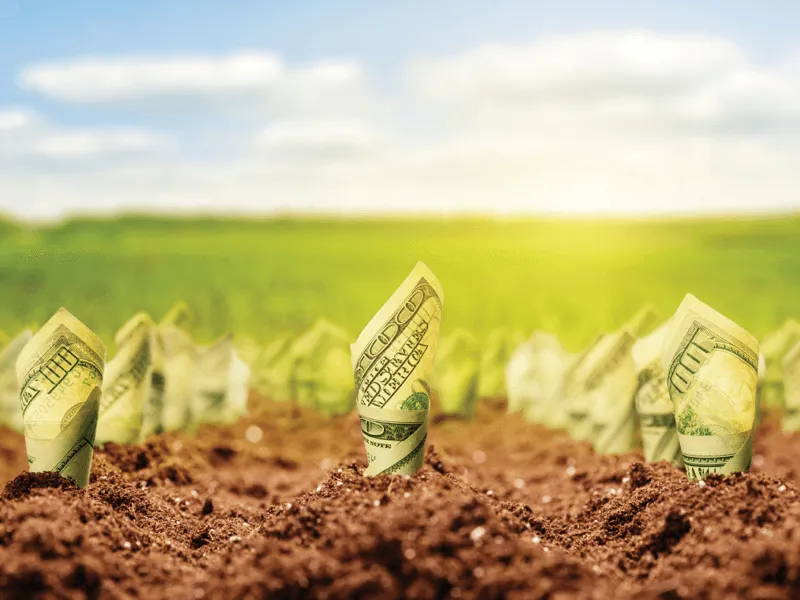 Rolled-up dollar bills growing from the soil like plants