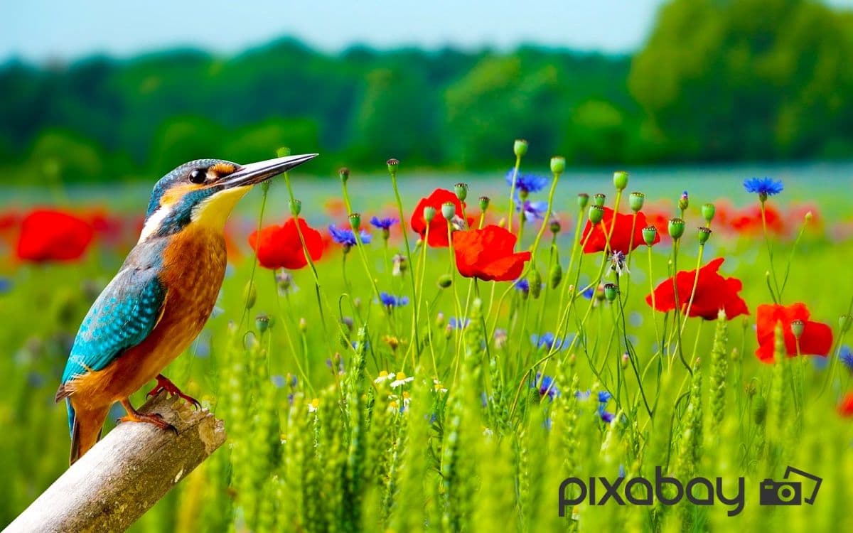 Royalty Free Content Providers